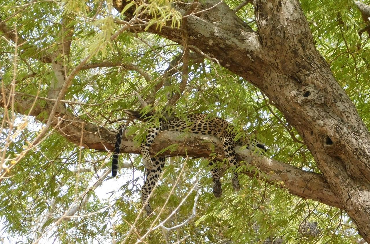 Buttala Galapita Eco Lodge المظهر الخارجي الصورة